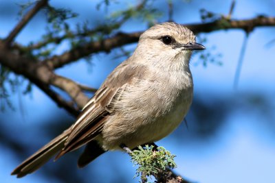 African Grey Flycatcher