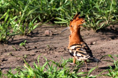African Hoopoe