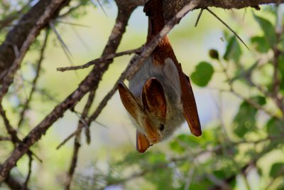 Bat