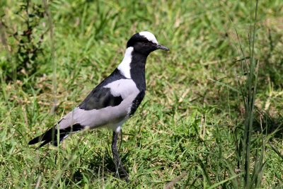 Blacksmith Lapwing