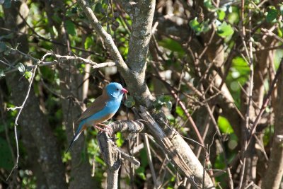 Blue-capped Cordon Bleu 