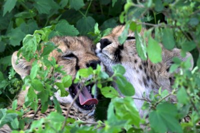 Cheetahs