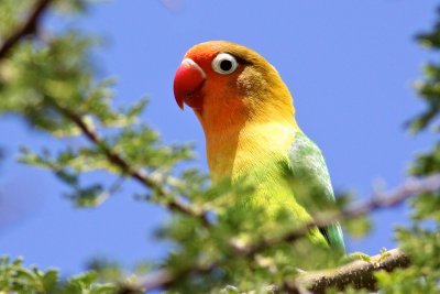 Fischer's Lovebird