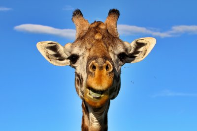 Giraffe