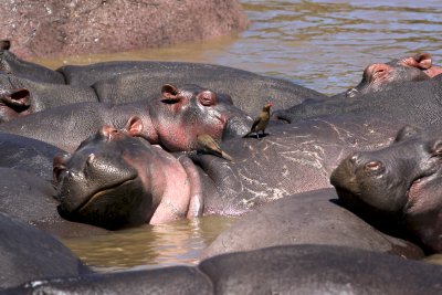 Happy Hippo