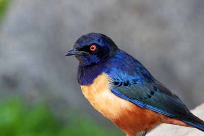 Hildebrandt's Starling