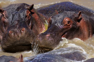 Hippos