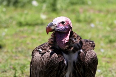 Lappet Faced Vulture