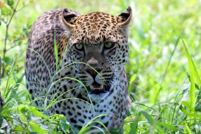 Leopard 