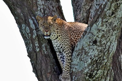 Leopard 