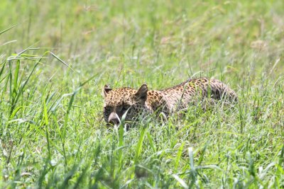 Leopard
