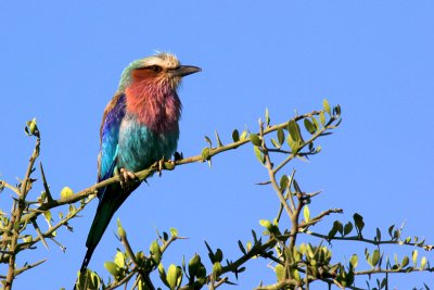 Lilac-breasted Roller