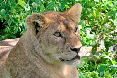 Lioness