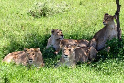 Lions