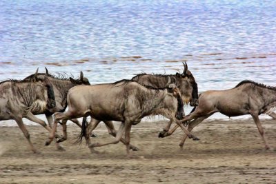 Migration 