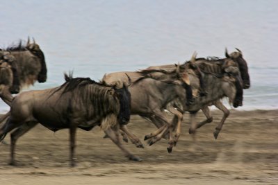 Migration 