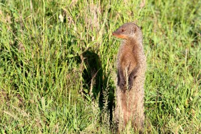 Mongoose 