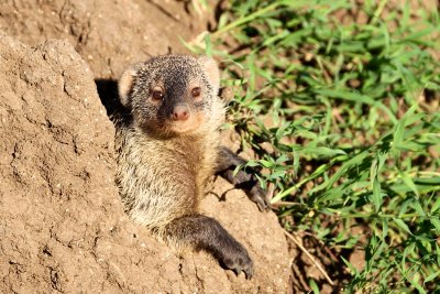 Mongoose 