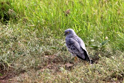 Pallid Harrier