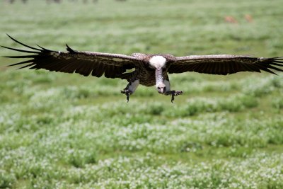 Ruppell's Griffon Vulture