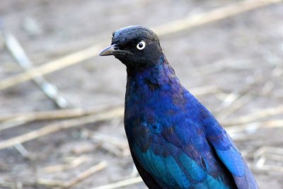 Ruppell's Long-tailed Starling