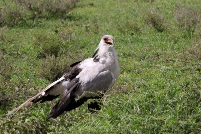 Secretary Bird