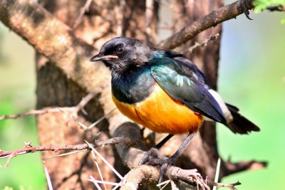 Superb Starling 