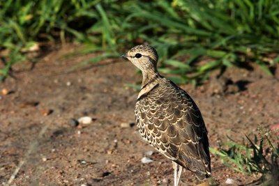 Two-banded Courser