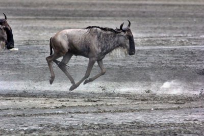 Wildebeest 