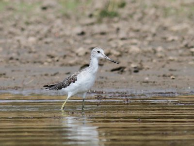 Common Greenshank (?)