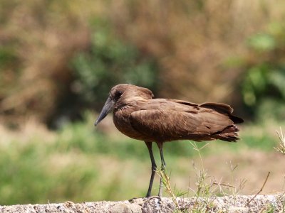 Hamerkop