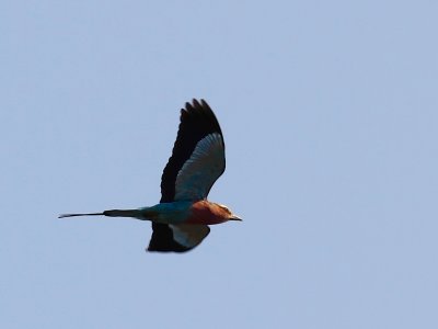 Lilac-breasted Roller