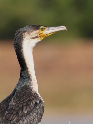 White-breasted Cormorant