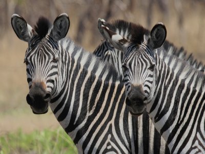 Zebras