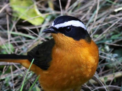  Ruppell's Robin Chat 