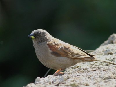  Swainson's Sparrow