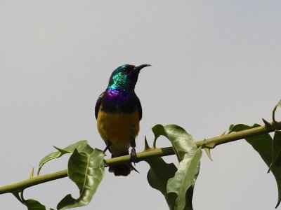  Variable Sunbird