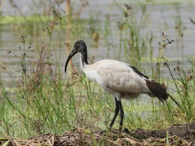 African Sacred Ibis