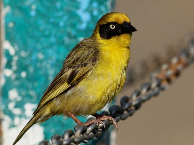 Baglafecht Weaver