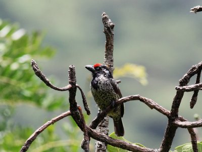 Banded Barbet