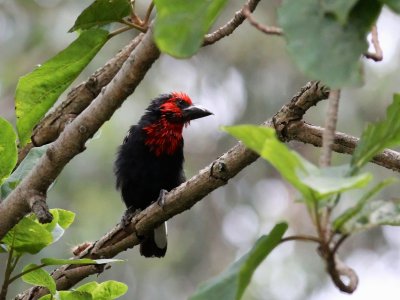 Black-billed Barbet