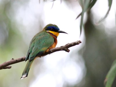 Blue-breasted Bee-eater