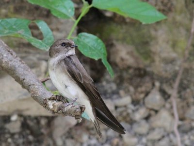 Brown-throated Martin 