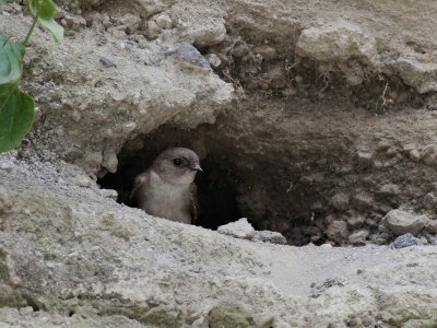 Brown-throated Martin