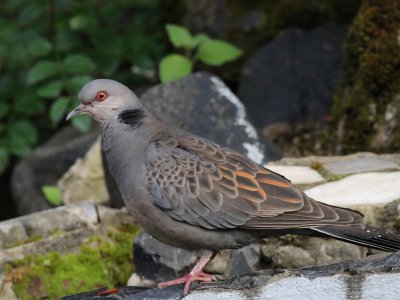 Dusky Turtle Dove 