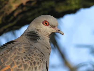 Dusky Turtle Dove