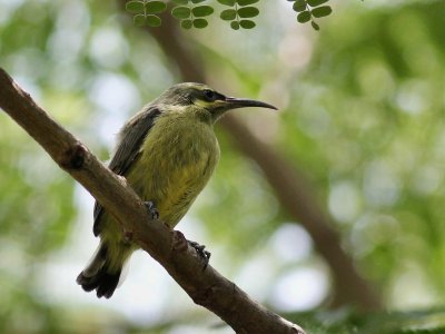 Female Sunbird