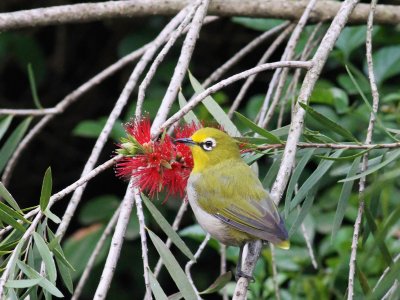 Montane White-eye