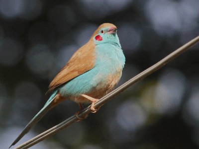 Red-cheeked Cordon Bleu 