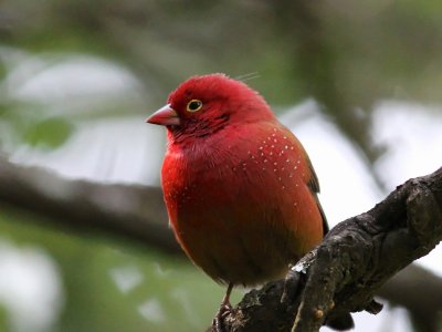 Red-billed Firefinch 